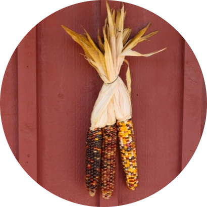 heirloom corn